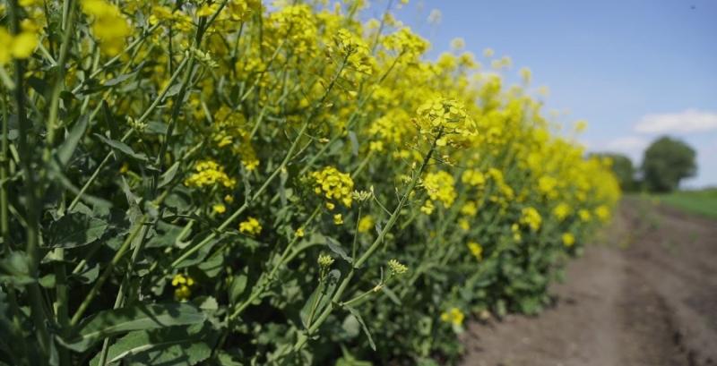 У всіх регіонах України посіви ріпаку масово заселяє ріпаковий квіткоїд