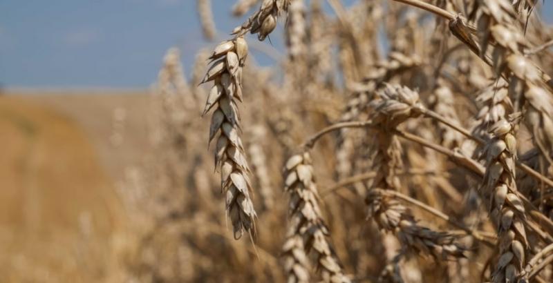 У 2022/23 МР в Україні зберуть найменший врожай пшениці за 10 років — прогноз