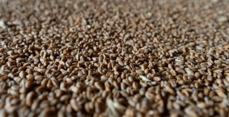 Єгипет закупить 500 тисяч т пшениці з Індії