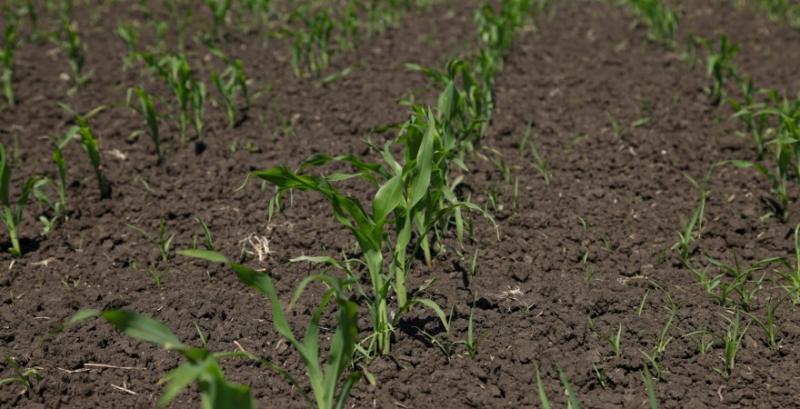 В США кукурудзою засіяли половину прогнозованих площ