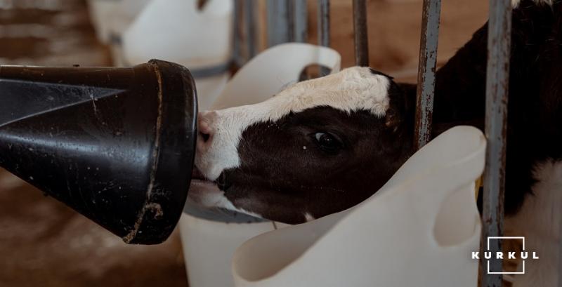 На Чернігівщині через проблеми зі збутом молоко згодовують коровам