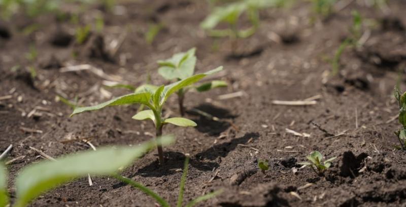 Як захистити посіви соняшника та сої від бур’янів — поради фахівців