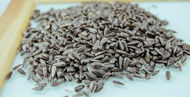 Фермер обміняв 200 т соняшника на пальне Фермер обміняв 200 т соняшника на пальне