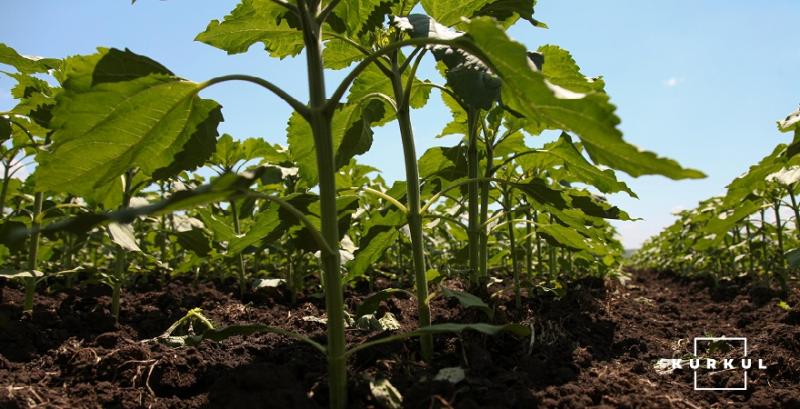 На Київщині та Чернігівщині посіви кукурудзи та соняшника масово заселені дротяниками
