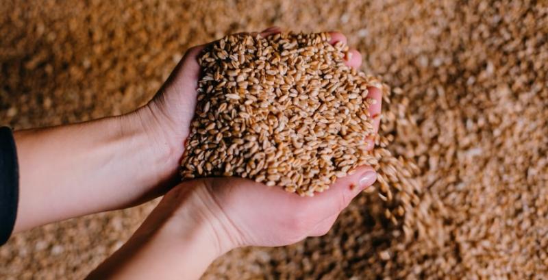 На європейському ринку ціни на пшеницю ростуть, американська пшениця дешевшає