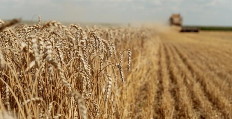 В США стартували жнива озимої пшениці