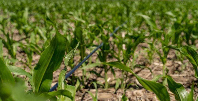 Посіви кукурудзи у сезоні-2022 скоротились на 17%