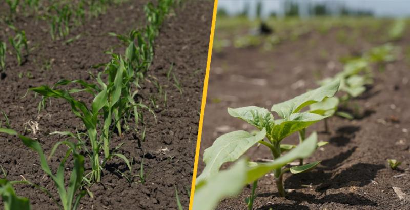 Аграріям продемонстрували дієві схеми захисту кукурудзи та соняшника