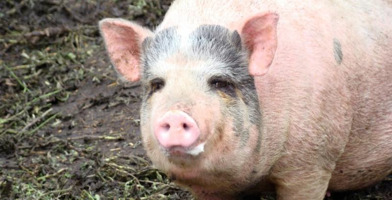 Закупівельні ціни на свиней забійних кондицій зросли на 4%