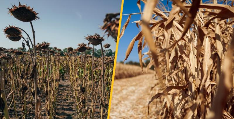 В Україні виникнуть проблеми зі зберіганням врожаю пізніх зернових і олійних