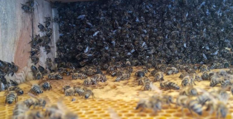 На Полтавщині загинуло 500 бджолосімей