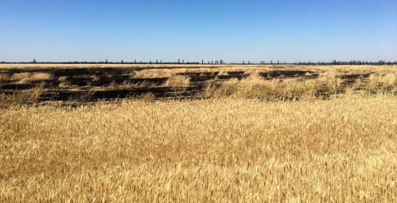 Через обстріли на Миколаївщині згоріло 80 га пшениці