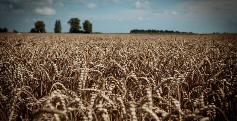 Котирування пшениці обвалились на новинах про активізацію збору в США та ЄС