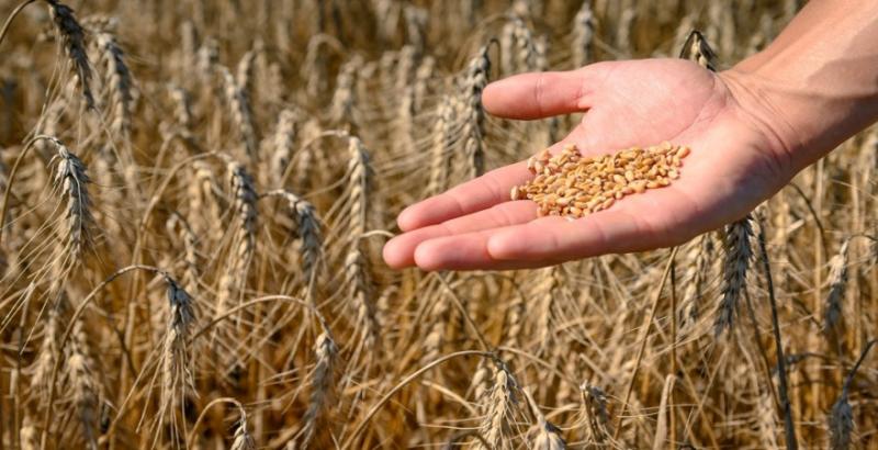 Запорізькі аграрії планують зібрати майже 300 тисяч т пшениці за врожайності 3 т/га
