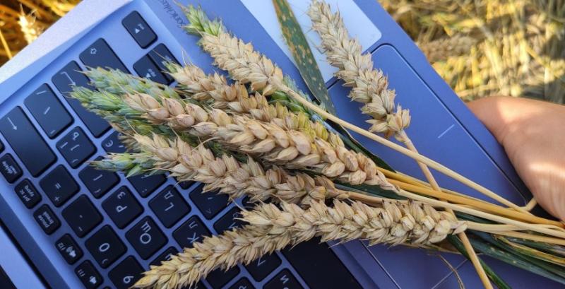 Внутрішній зерновий ринок простоює — продати сою та пшеницю нереально