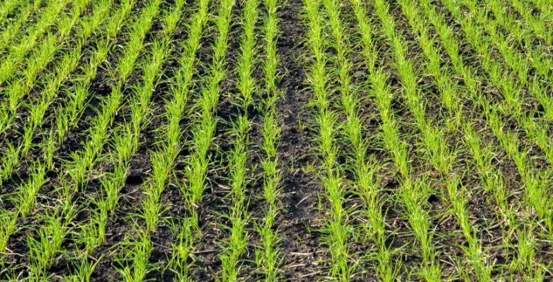 Аграрії можуть не досіяти 30% площ озимої пшениці