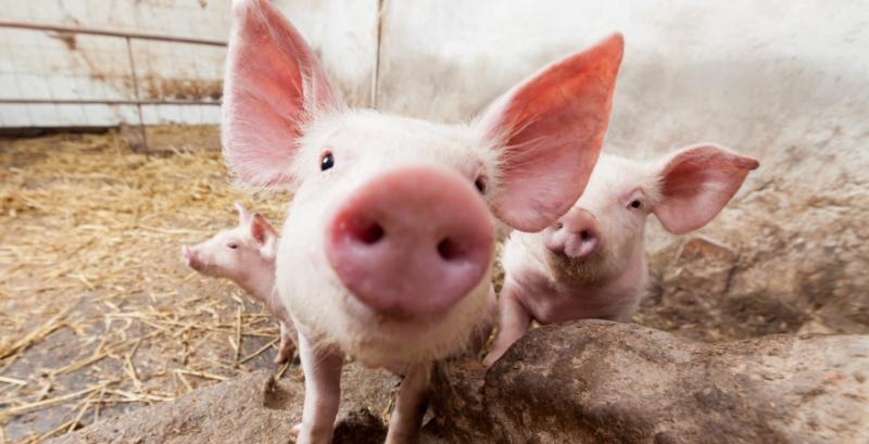 Ціни на живець свиней — прогноз на 4–10 липня