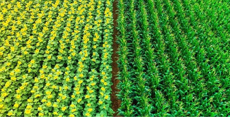 Фермерам покажуть, як працюють страхові системи захисту кукурудзи та соняшника