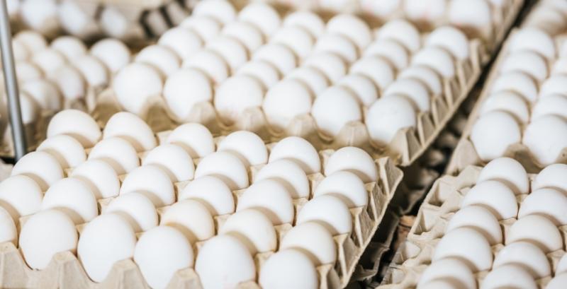 Україна майже вдвічі скоротила експорт яєць 