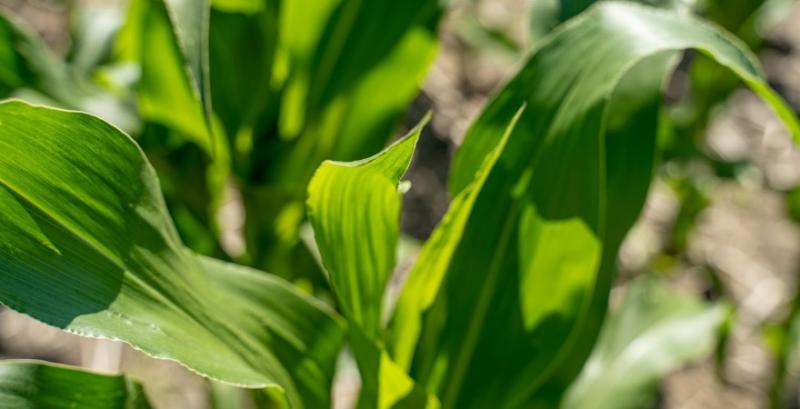 У посівах кукурудзи відмічено збільшення активності стеблового метелика