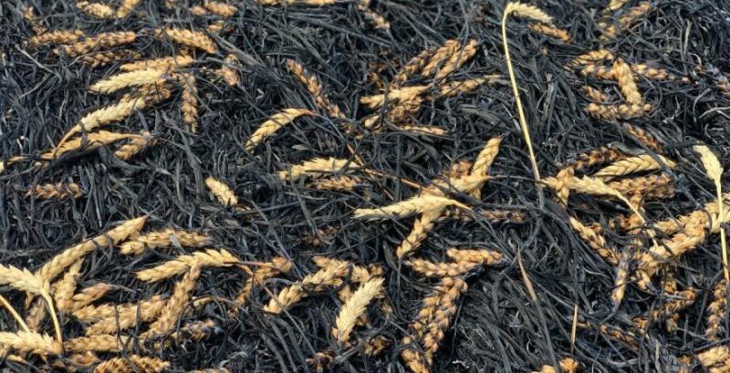 На Донеччині внаслідок обстрілів вигоріло 70 га пшениці