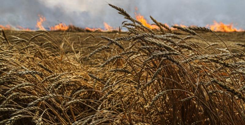 На Запоріжжі внаслідок обстрілів згорів склад із зерном та поле із врожаєм пшениці