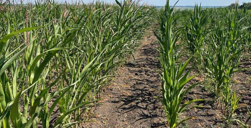 На Вінниччині можливий недобір врожаю кукурудзи через посуху