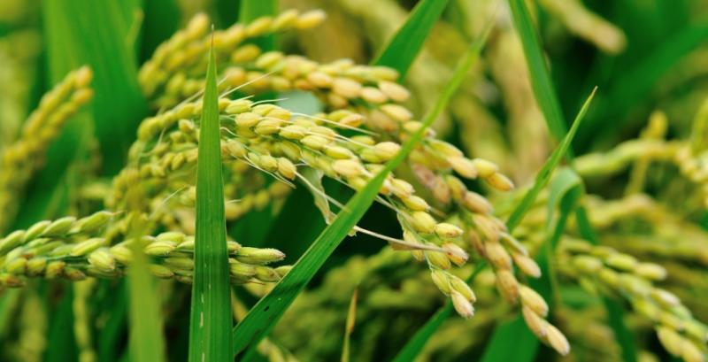 Війна заблокувала вирощування рису в Україні