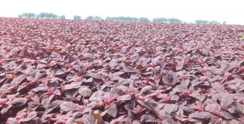 Виробники експериментують із посівом амаранту дронами