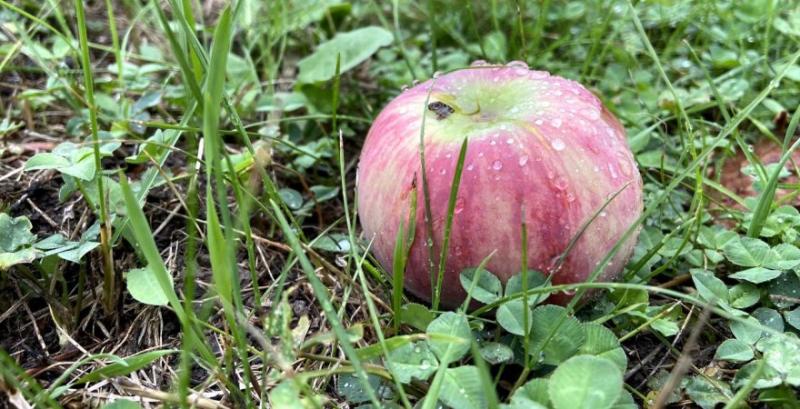 По всій території України у садах шкодить яблунева плодожерка