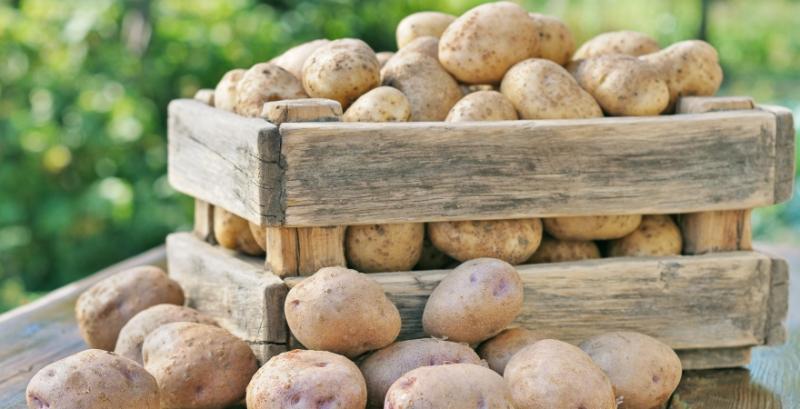 Стало відомо, чи ростиме ціна картоплі