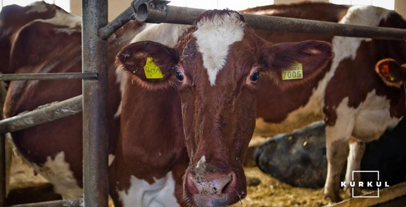 На Херсонщині масово вирізають худобу — тварин нічим годувати