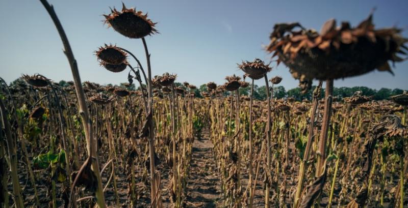 В Україні розпочався збір соняшника врожаю 2022