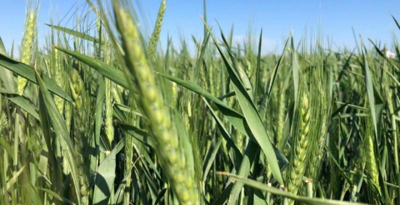 ФАО надасть українським фермерам насіння озимої пшениці