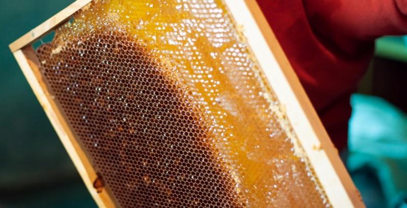 В Україні працює лише один завод із переробки меду