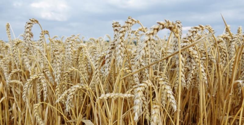 В США зібрано половину врожаю ярої пшениці