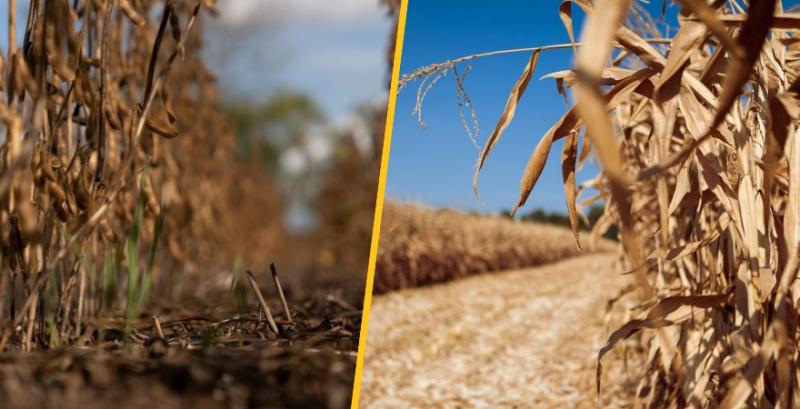 В Україні стартували жнива сої та кукурудзи