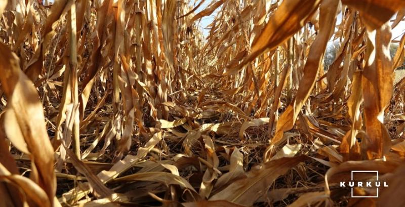 Через посуху врожай кукурудзи в ЄС знизиться на 16% — прогноз ФАО