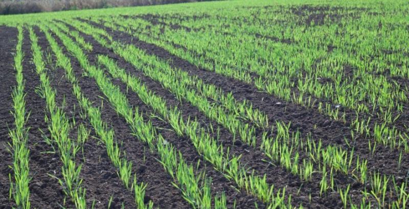 Фахівці порадили «стартове» добриво для озимих зернових