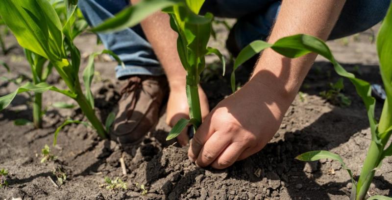 В Україні спростять процедуру купівлі землі для ведення особистого господарства