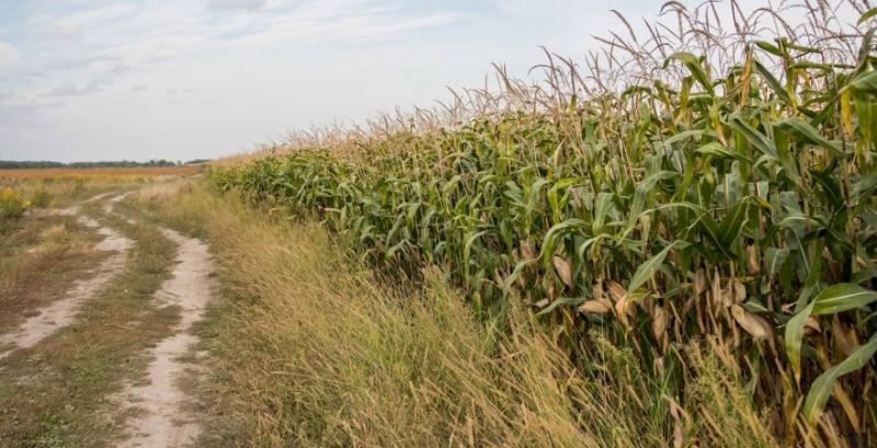 Експерт розповів, чому фермерам варто контролювати бур’яни на узбіччях полів