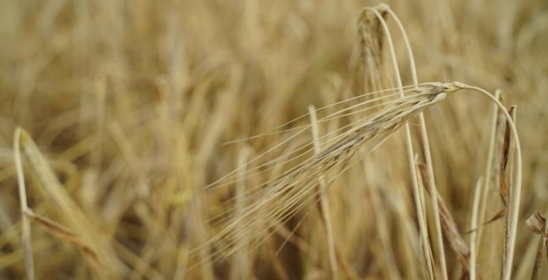 Стало відомо, чи вигідно українським аграріям сіяти жито