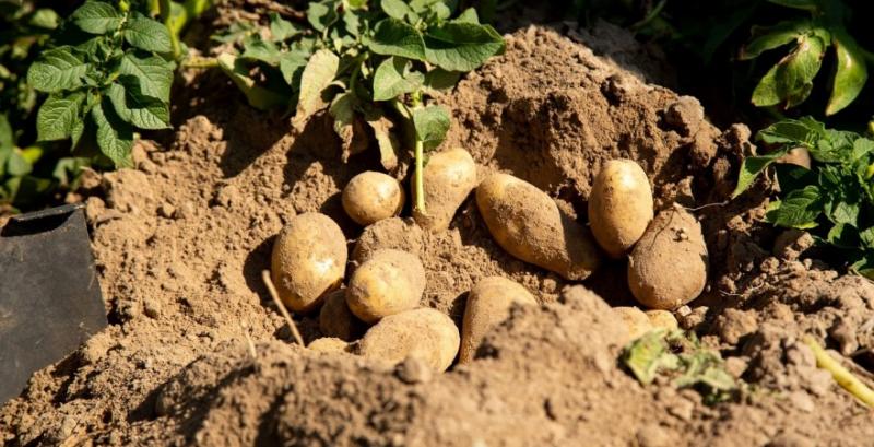 Вчені виявили нову хворобу картоплі