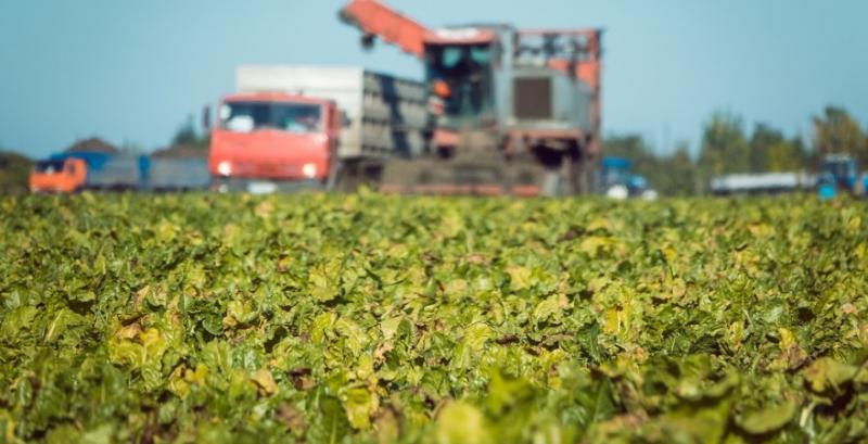 Аграрії накопали перший мільйон тонн цукрових буряків