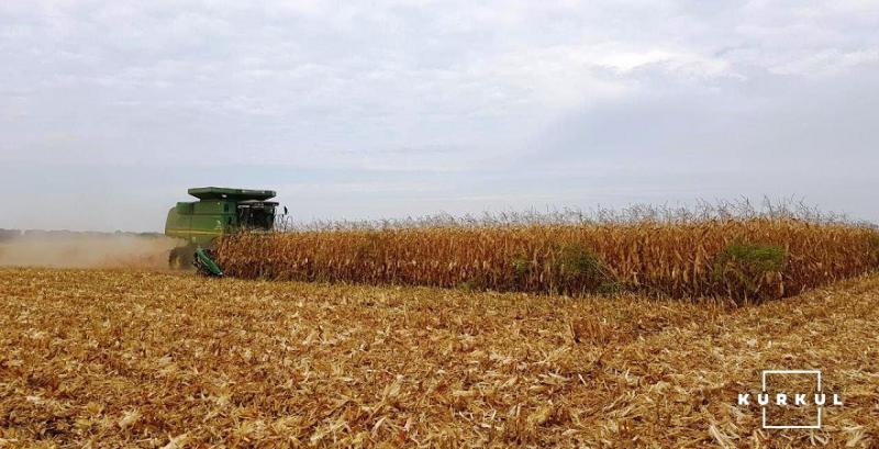 Збір кукурудзи Збір кукурудзи