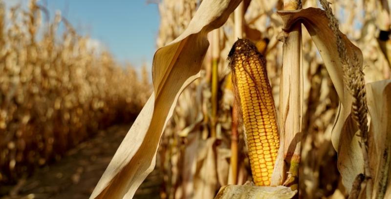 Аграрії намолотили 400 тисяч тонн кукурудзи