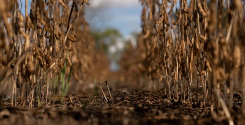 На Сумщині обмолотили 22% площ сої