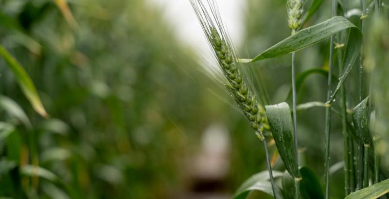 Вчені тестують ГМ-пшеницю із геном соняшника