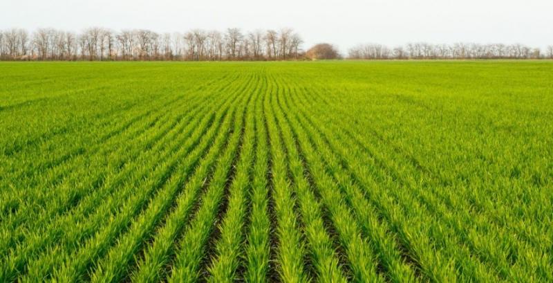 Фахівець порадив комплексний захист для озимих зернових на початку вегетації