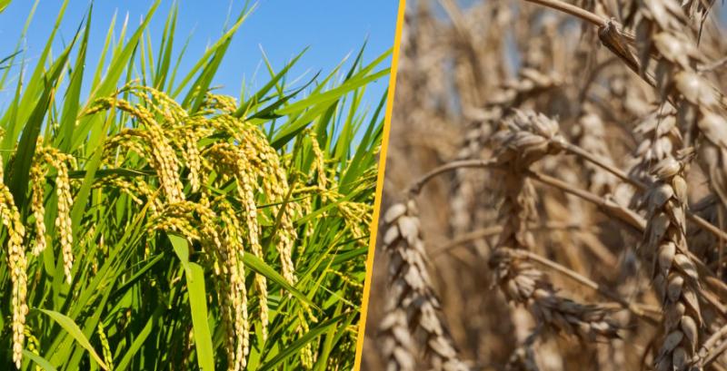 Фермери Японії відмовляються від вирощування рису на користь пшениці
